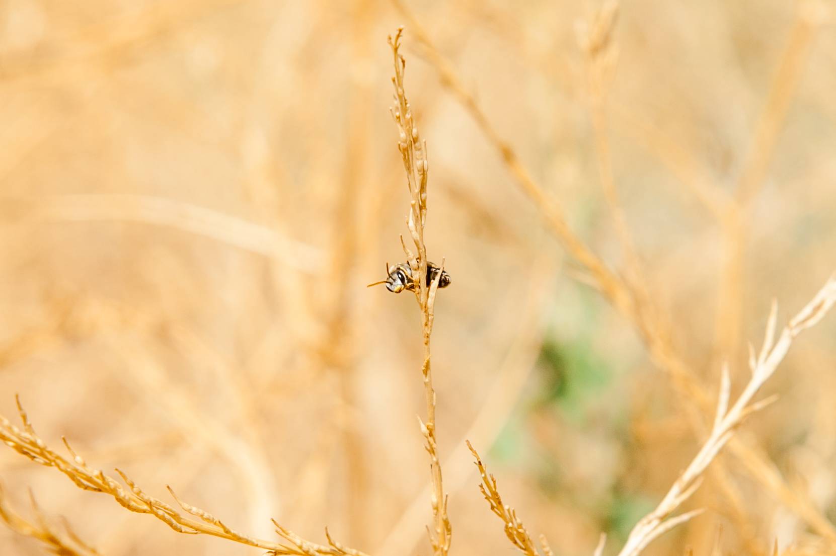 RS41939_015_SummerScienceResearch2017_CM-original