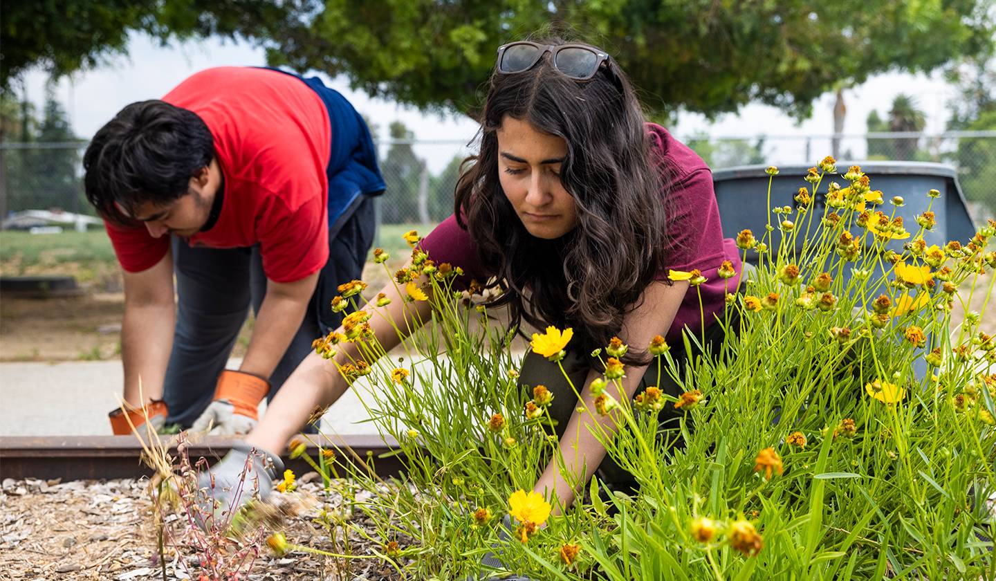 students farming at Sustainable University of Redlands Farm (S.U.R.F)