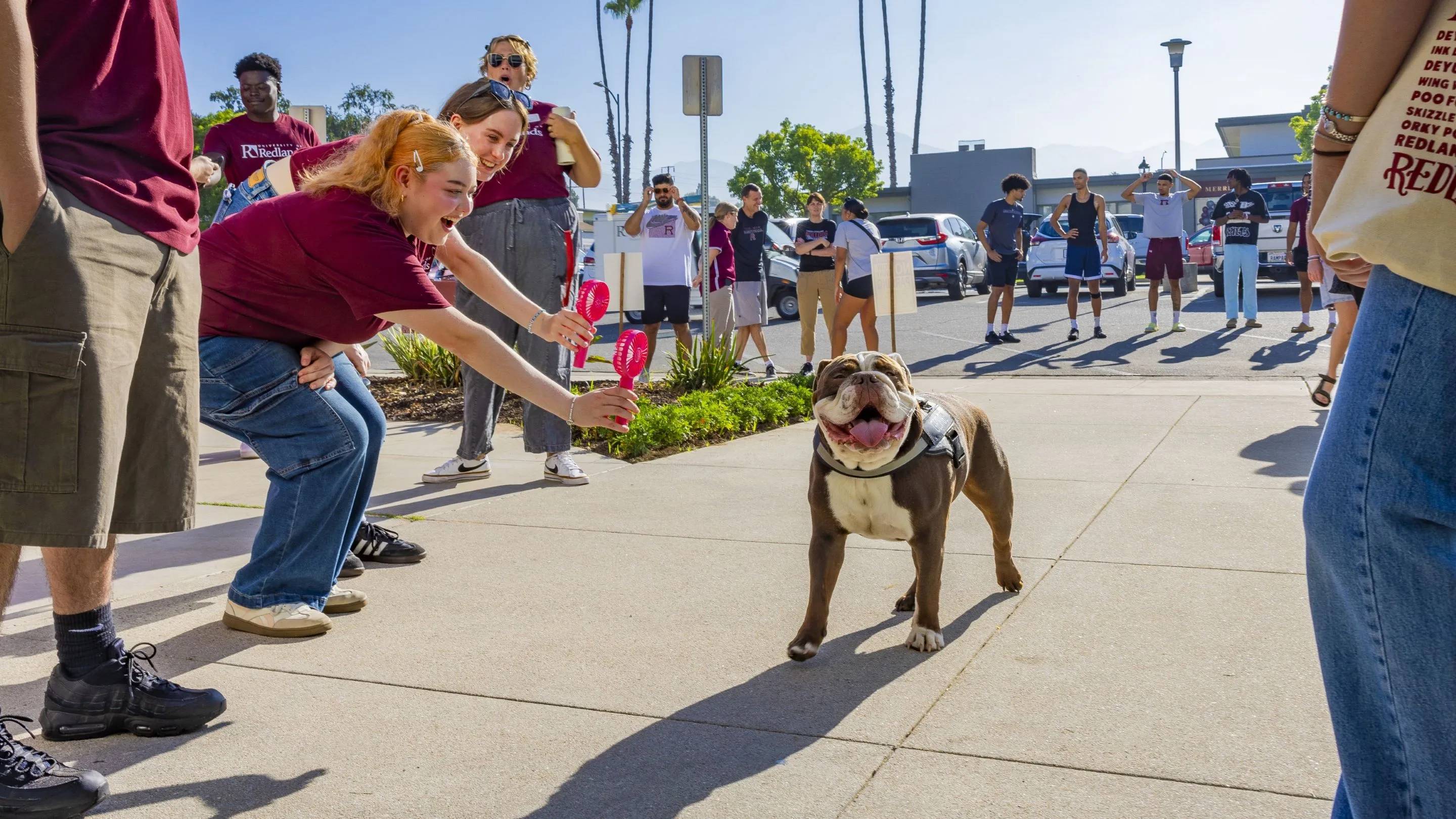 a person reaching for a dog