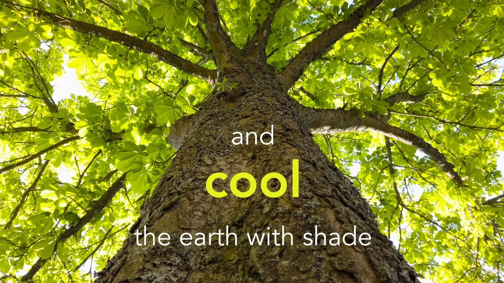 a tree with green leaves