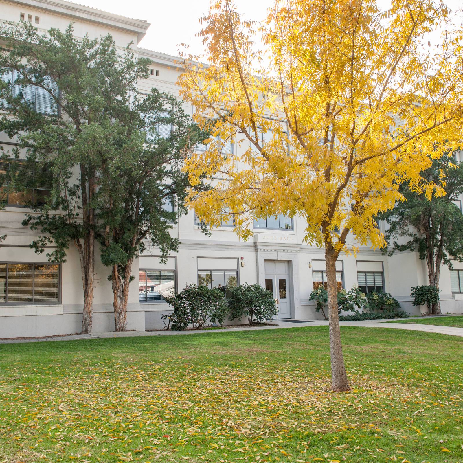 a tree in front of a building