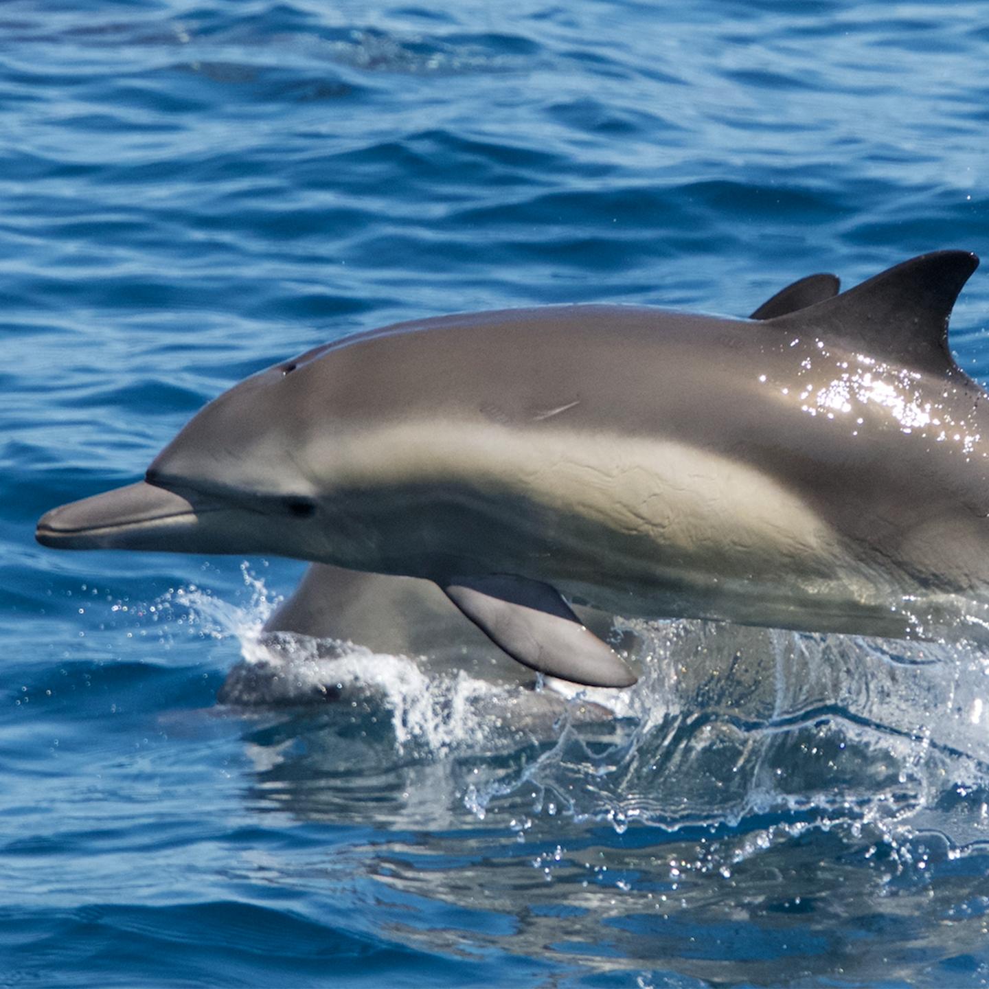 Mutiple media - Student Science Research program splashes insight into California’s marine mammals