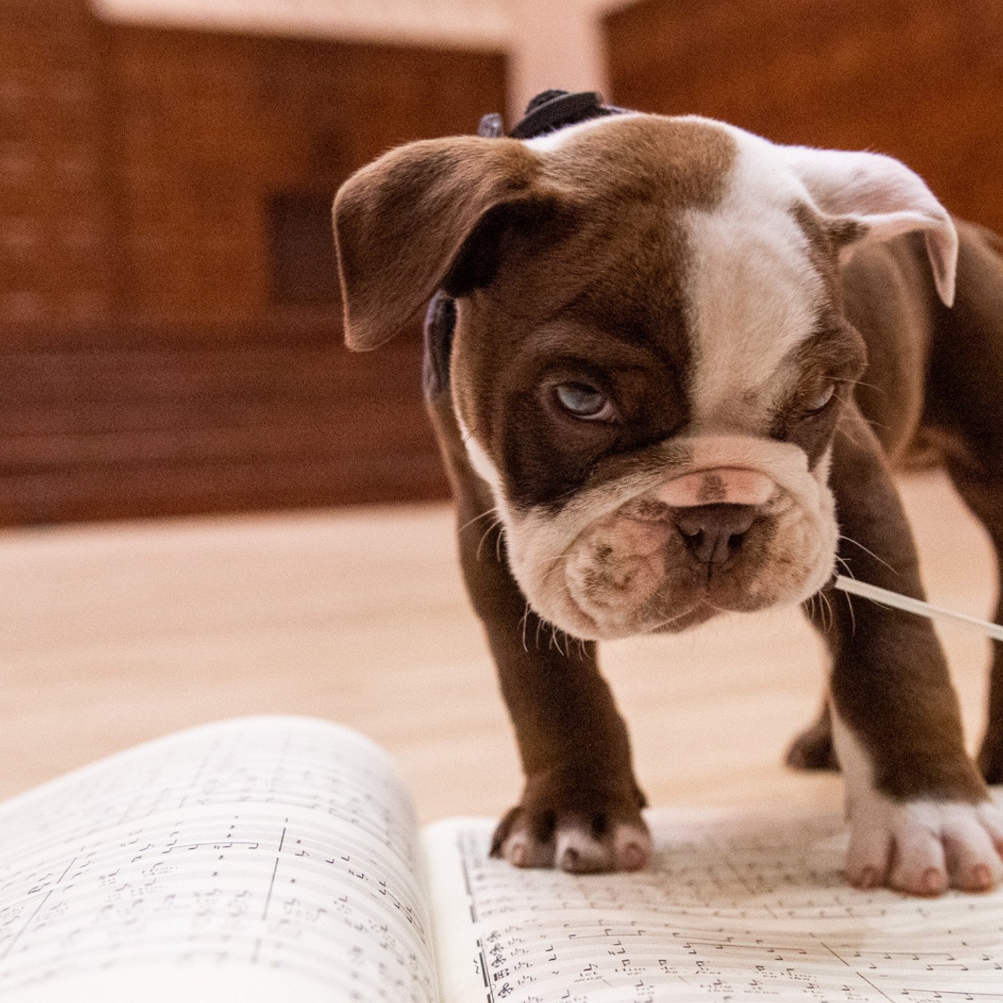 a dog standing on a book