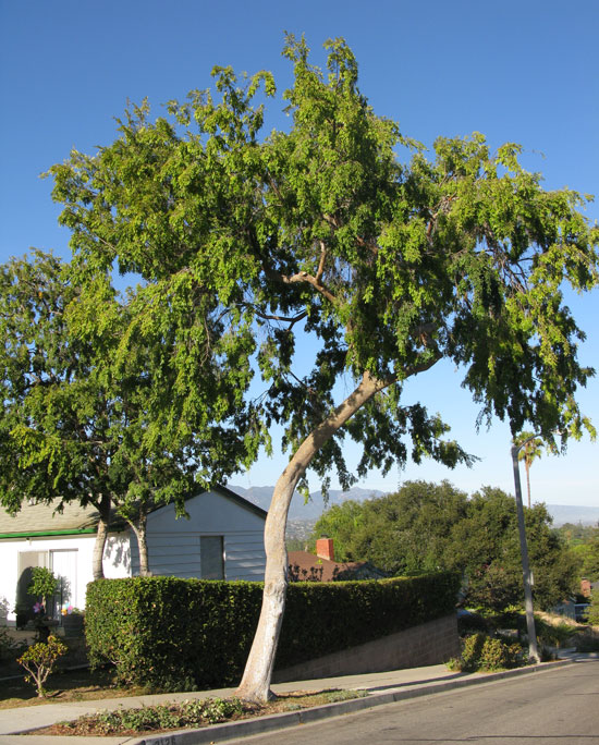 Chinese Elm